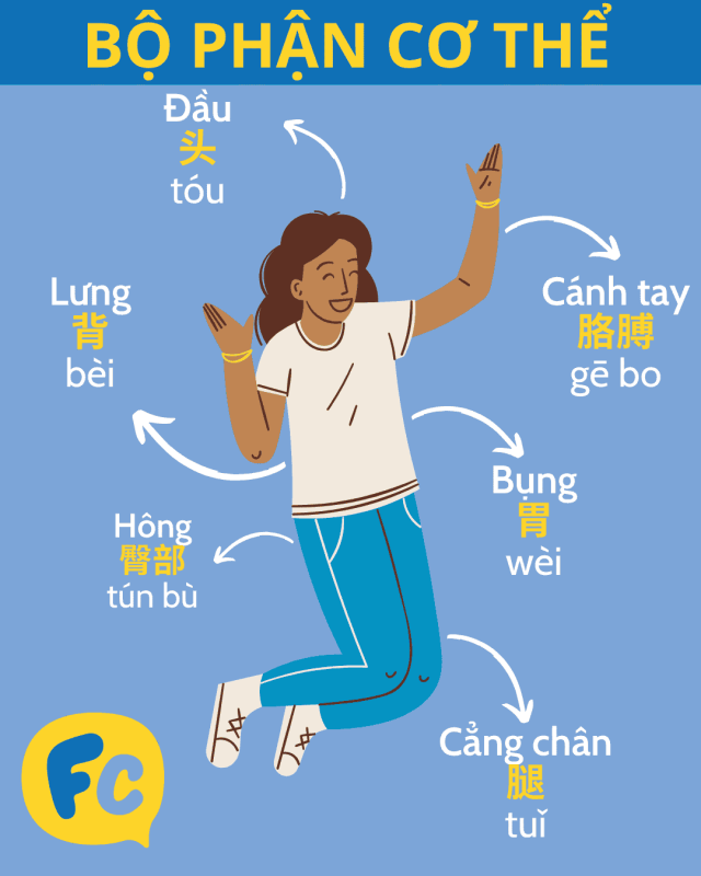 Bộ phận cơ thể tiếng Trung: phần trên cơ thể