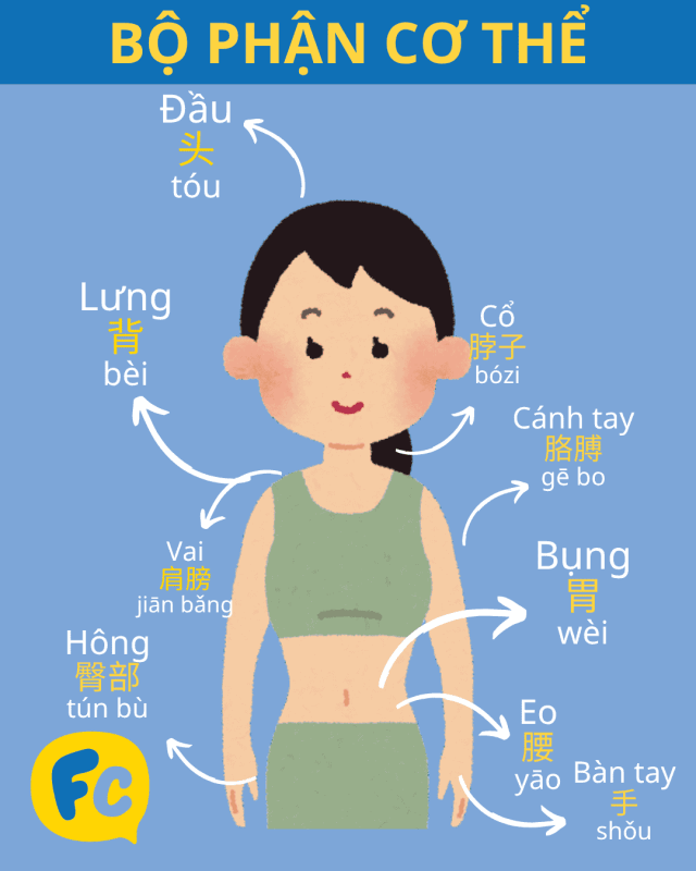 bộ phận cơ thể tiếng Trung: phần trên cơ thể
