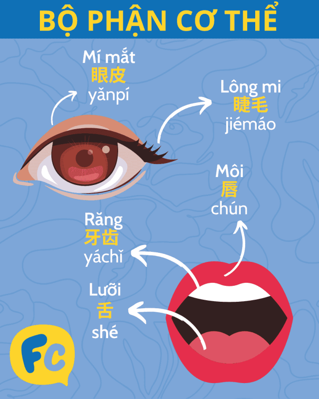 Bộ phận cơ thể tiếng Trung: đầu và khuôn mặt