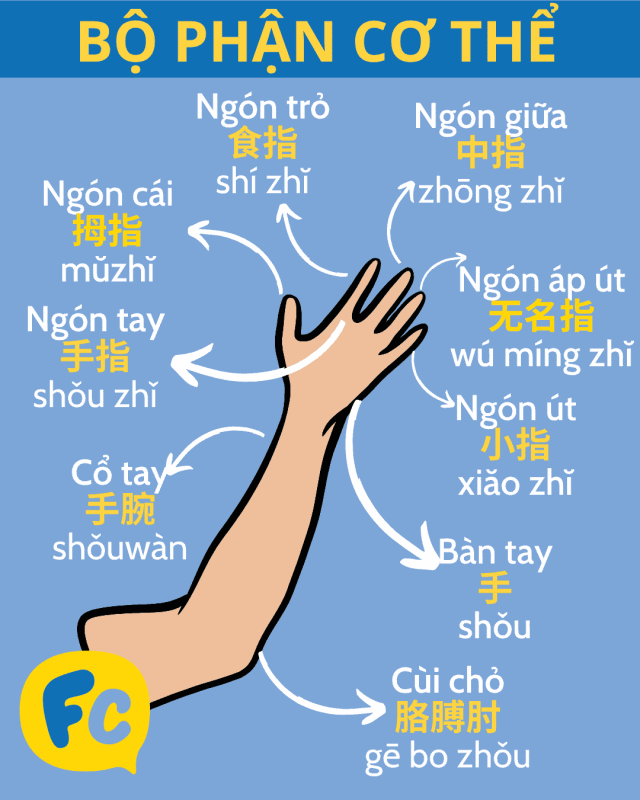 Bộ phận cơ thể tiếng Trung: tay