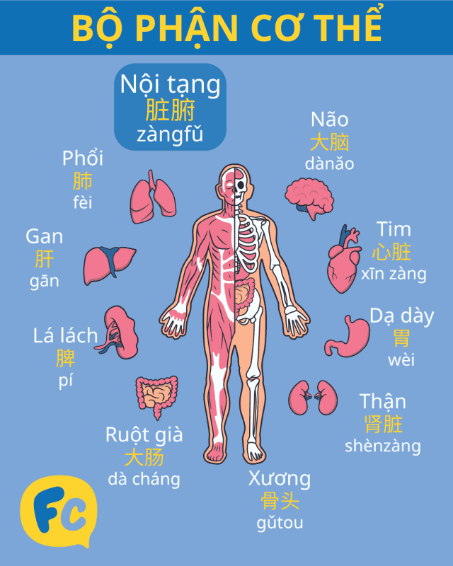 Bộ phận cơ thể tiếng Trung: nội tạng