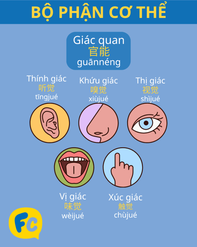 bộ phận cơ thể tiếng Trung: giác quan