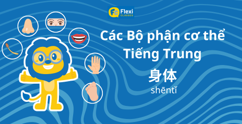 Học các bộ phận cơ thể bằng tiếng Trung