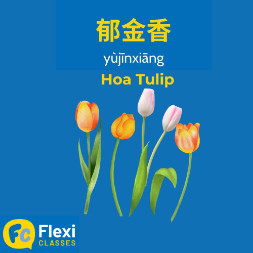 trang trí lễ phục sinh tiếng Trung - hoa tulip