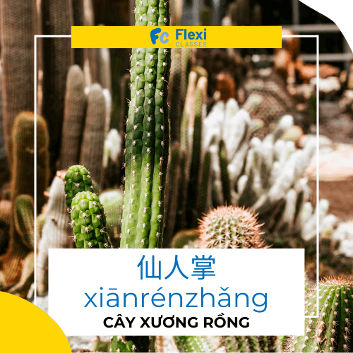 cây xương rồng trong tiếng trung