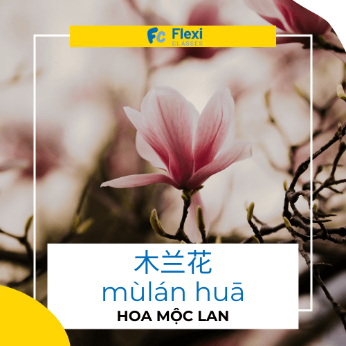 Hoa Mộc Lan trong tiếng Trung