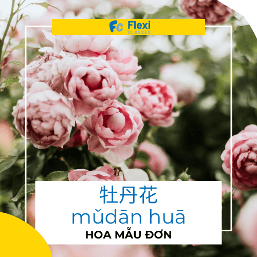 Hoa Mẫu Đơn trong tiếng Trung