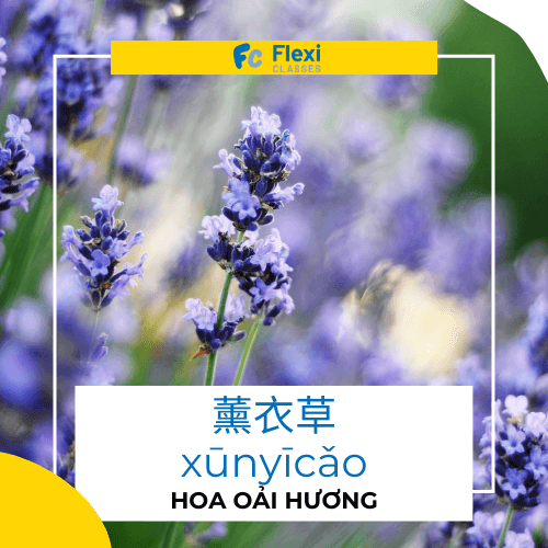 hoa oải hương trong tiếng trung