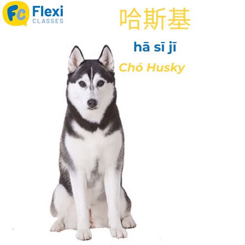 Giống chó Husky tiếng Trung