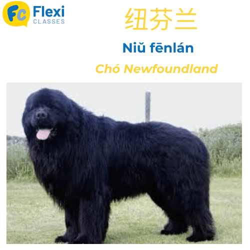 Giống cho Newfoundland tiếng Trung