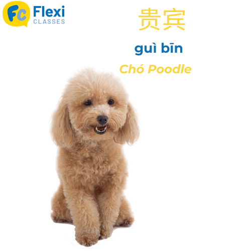 Giống chó Poodle tiếng Trung