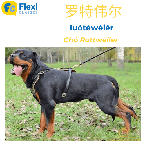 Giống chó Rottweiler tiếng Trung