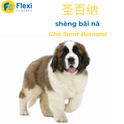 Giống chó Saint Bernard tiếng Trung