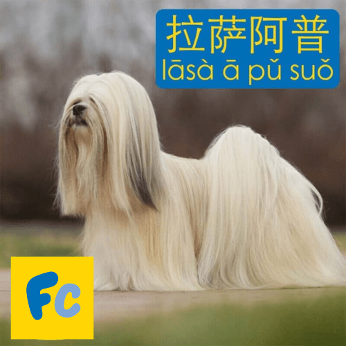 Giống Chó Lhasa Apso tiếng Trung