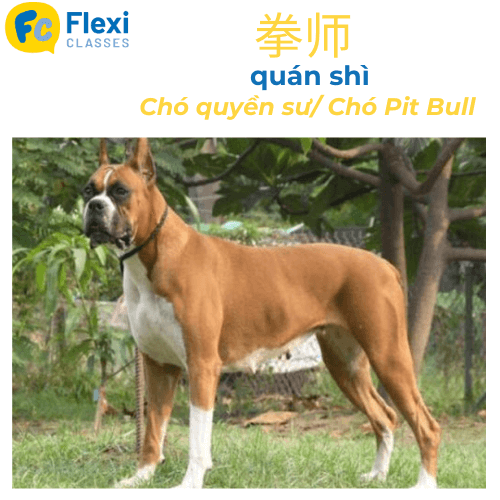 Giống Chó pitbull tiếng Trung