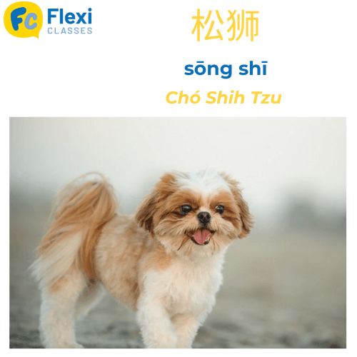 Giống cho Shih Tzu tiếng Trung