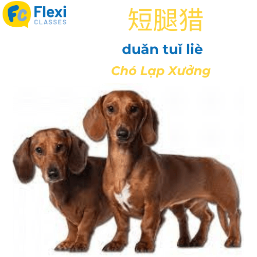 Giống cho Lạp xưởng tiếng Trung