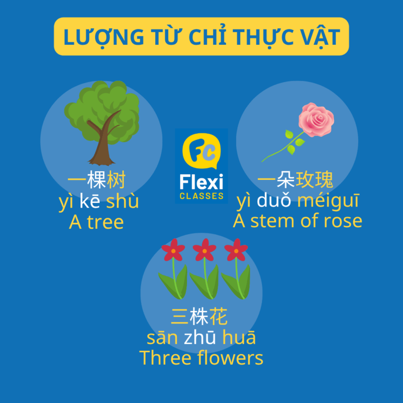 lượng từ trong tiếng Trung chỉ thực vật