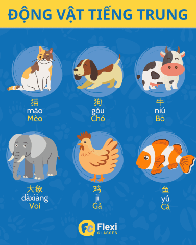 tiếng trung cho trẻ em: chủ đề từ vựng cơ bản về các loài động vật