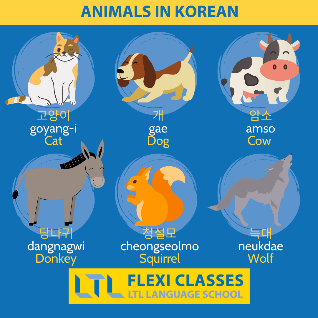 Animals In Korean 170 The Ultimate Guide Flashcards Quiz