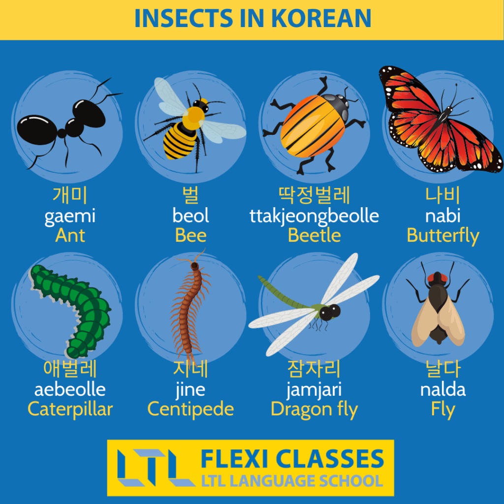 Insects in Korean - Animals in Korean