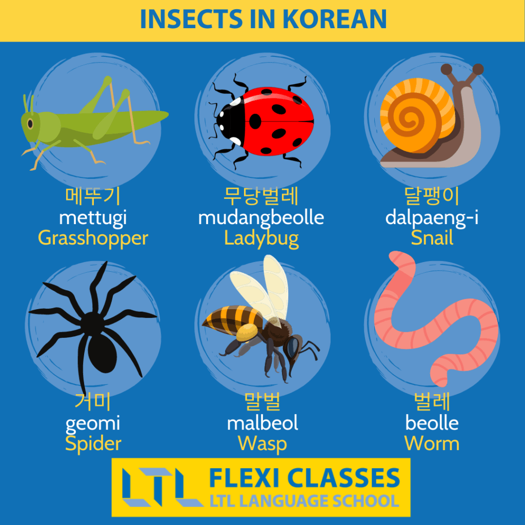 Insects in Korean - Animals in Korean