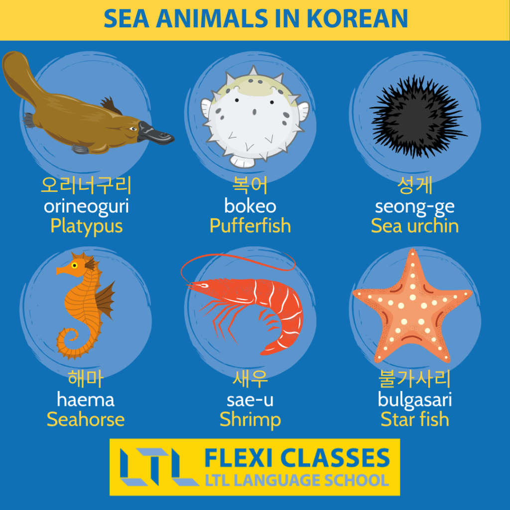Sea Animals in Korean