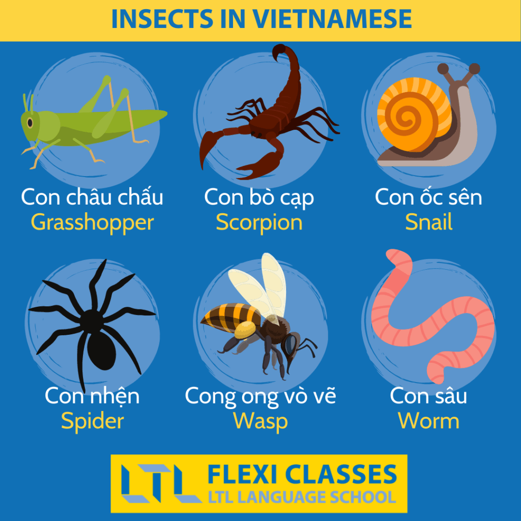 Insects in Vietnamese