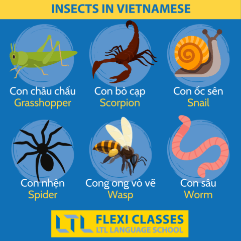 Vietnamese Insects 170+ Animals in Vietnamese 🦁 // Ultimate Vocab Guide & QUIZ