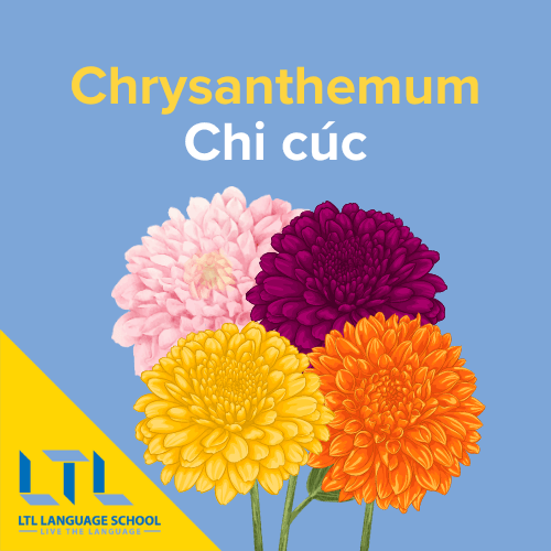 Chrysanthemum in Vietnamese