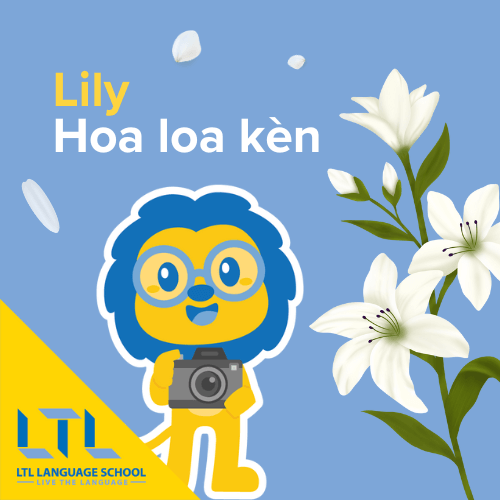 Lily in Vietnamese
