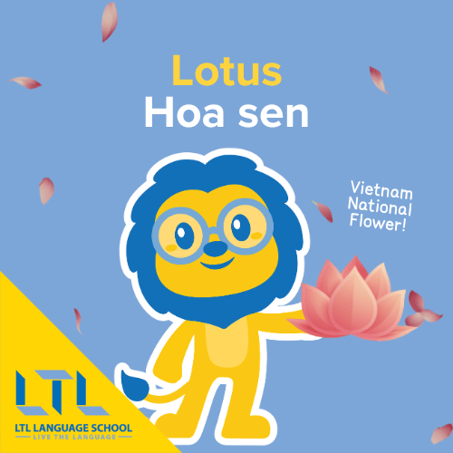 Lotus in Vietnamese