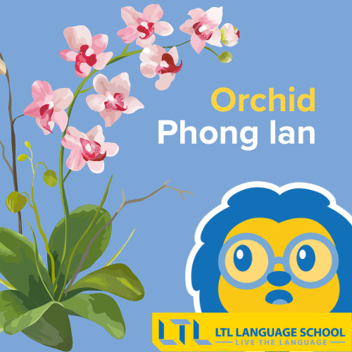 Orchid in Vietnamese