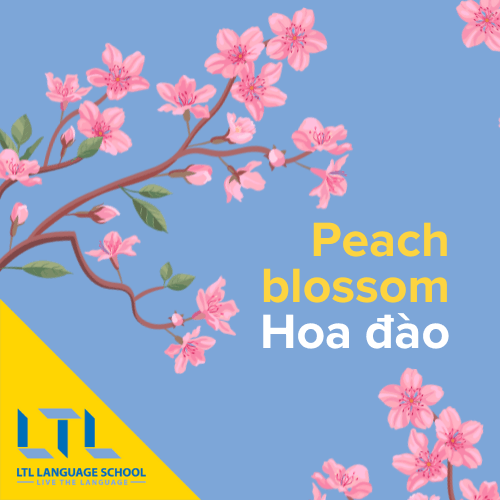 Peach blossom in Vietnamese