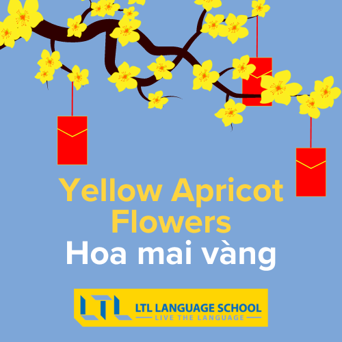 Yellow Apricot Flowers in Vietnamese