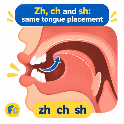 Side-view diagram of the curled-back tongue tip for Mandarin zh, ch, sh